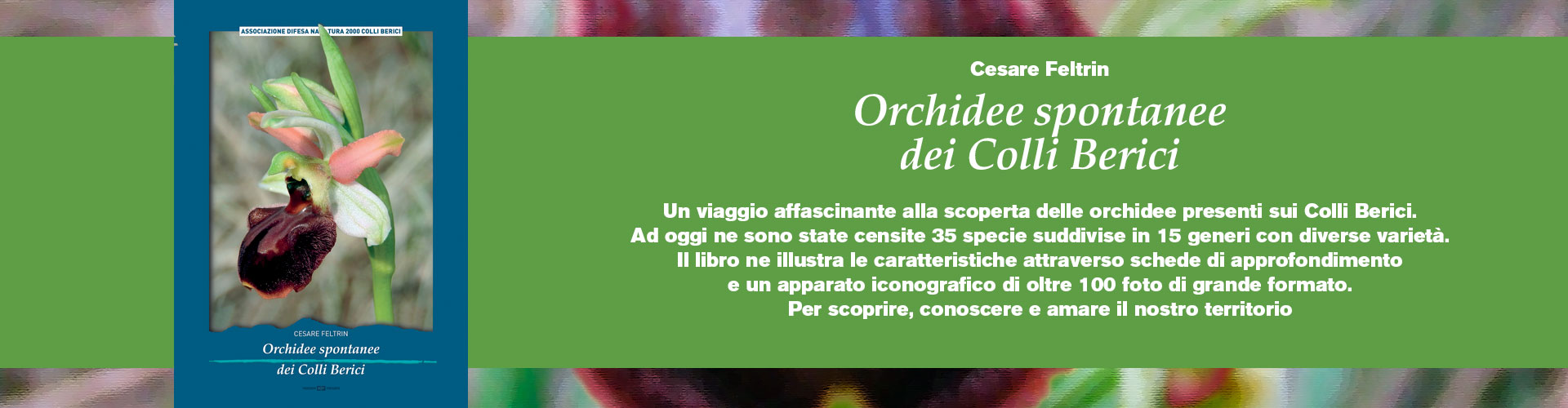 Orchidee-spontanee-dei-Colli-Berici